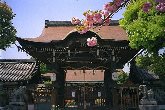 Rokuson-oh Shrine Sakura