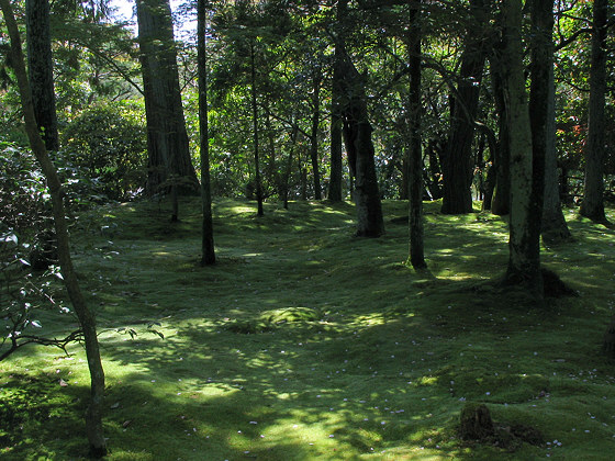 Ryoanji Temple Moss