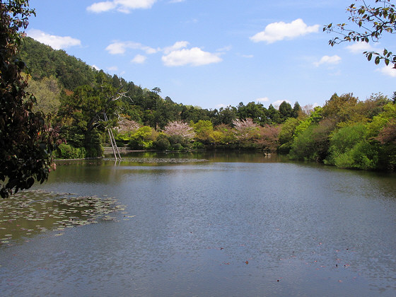 Ryoanji Temple Pond