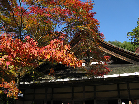 Saimyoji Temple Momiji