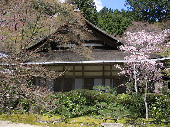 Saimyoji Temple Sakura
