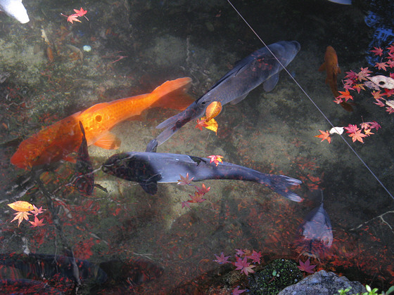 Sanzen-in Temple Carp