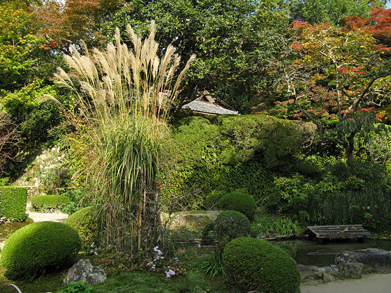 Shisendo Temple Pampas Grass