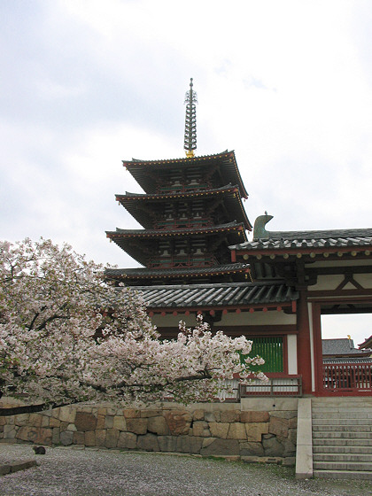 Shitennoji Temple Pagoda Cherry Blossom