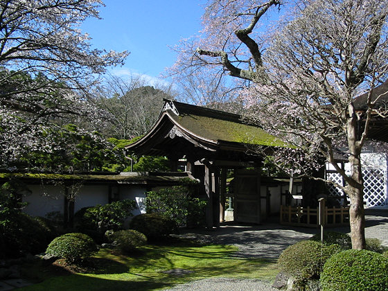 Shojoshinin Temple Moss