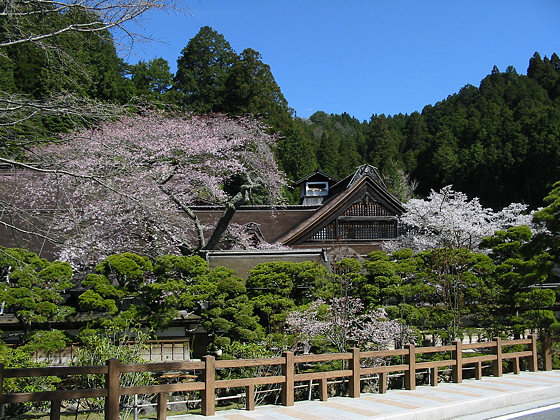 Shojoshinin Temple Sakura