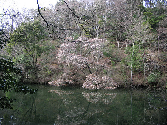 Takisaka Pond Sakura