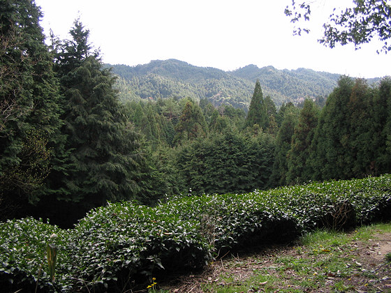 Takisaka Tea Plantation