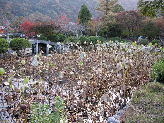 Tenryuji Temple Lotus Pond