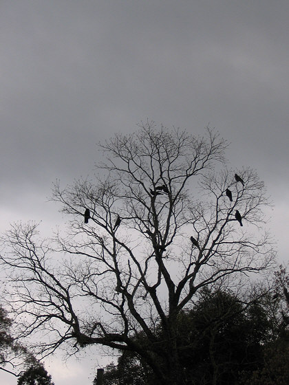 Todaiji Temple Crows