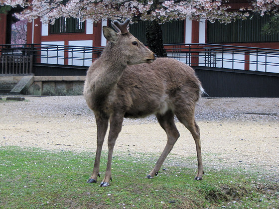 Todaiji Temple Kaidanin Temple Deer