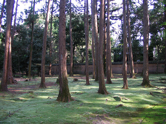 Toshodaiji Temple Moss