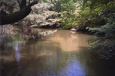 Toshodaiji Temple Pond