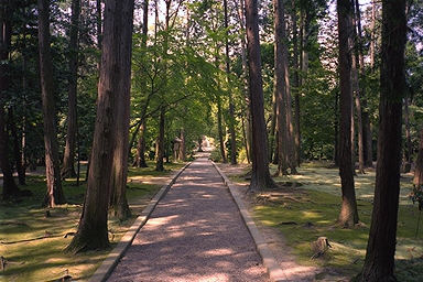 Toshodaiji Temple Trees