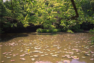 Tsurugaoka Heike Pond