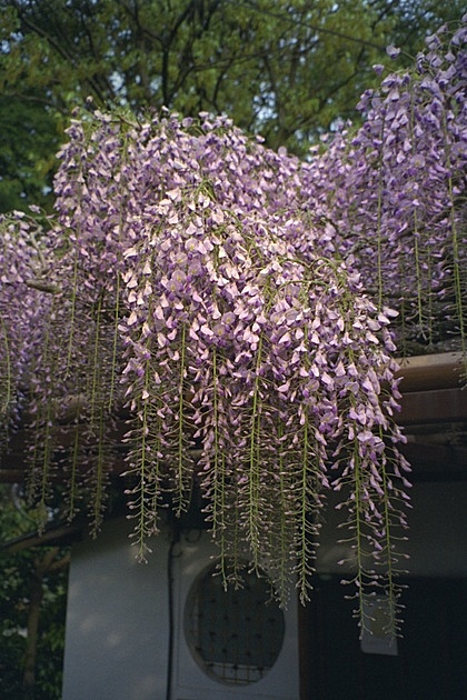 Wisteria Closeup