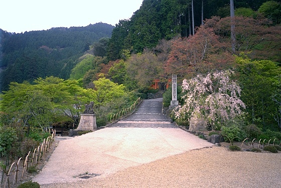 Yoshiminedera Temple Cherry Blossom