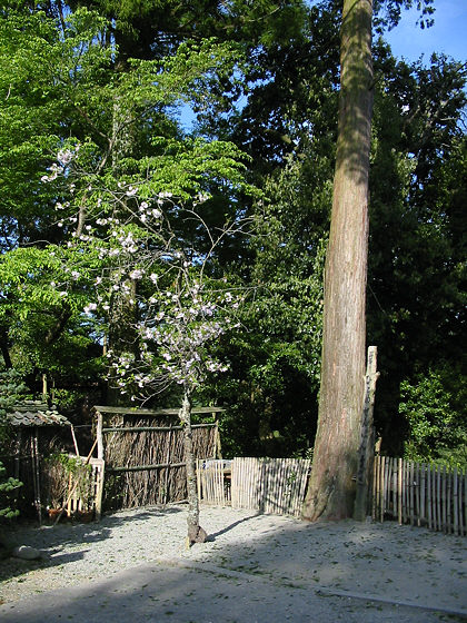 Yoshimizu Brushwood Fence